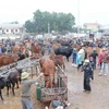 Chợ Ú, chợ đầu mối trâu bò thuộc diện lớn nhất Đông Nam Á, giao dịch phiên cuối cùng của năm cũ. (Ảnh: Nguyễn Oanh/TTXVN) 