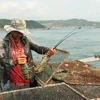 Khánh Hòa xuất khẩu hàng trăm tấn tôm hùm mỗi ngày