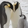 Chim cánh cụt hoàng đế là loài chim cánh cụt duy nhất sinh sản trên băng biển, khiến chúng đặc biệt dễ bị tổn thương khi khí hậu nóng lên. (Ảnh: BAS.)
