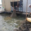 Kiên Giang giám sát chặt cá nuôi lồng bè và nhuyễn thể bị chết 