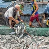 Chính phủ Philippines cấm đánh bắt cá do sự cố tràn dầu
