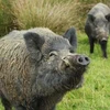 Singapore tiếp tục phát hiện dịch tả lợn châu Phi trên đàn lợn rừng