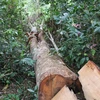 Gia Lai: Khởi tố vụ án phá rừng xảy ra tại huyện Kbang