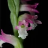 Loài phong lan kỳ lạ với những bông hoa mong manh như thủy tinh 