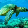 Loài rùa mai cứng lớn nhất thế giới sống sót nhờ biến đổi khí hậu