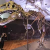 Bộ xương hóa thạch khủng long T-Rex được bán với giá 6 triệu USD