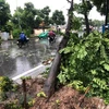 Đắk Lắk: Gió lớn đổ cây làm một người bị thương nặng