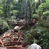 Lai Châu: Tạm giữ hình sự 8 đối tượng trong vụ phá rừng phòng hộ