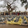 Cộng đồng các nước Đông Phi kêu gọi chấm dứt chiến sự ở Sudan