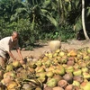 Trà Vinh: Các nhà vườn phấn khởi vì giá dừa khô lên mức 55.000 đồng