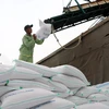 Thị trường gạo thế giới gián đoạn do lệnh cấm xuất khẩu của Ấn Độ