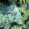 Rạn san hô Great Barrier đối mặt với nguy cơ bị tẩy trắng do El Nino
