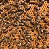 Australia báo động về an toàn sinh học do ký sinh trùng ở ong mật