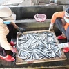 Trúng mùa cá nục, ngư dân của tỉnh Quảng Trị có thu nhập cao 