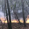 Kịp thời dập tắt vụ cháy rừng keo trồng tại Quảng Ngãi