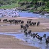 Kenya thúc đẩy phát triển du lịch ở các khu bảo tồn động vật hoang dã