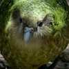 Giải trình tự gene giúp bảo tồn loài vẹt Kakapo có nguy cơ tuyệt chủng