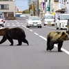 Nhật Bản: Gấu đen tấn công một cặp vợ chồng ở tỉnh Niigata
