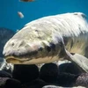 Gặp gỡ Methuselah, con cá cảnh có tuổi đời lớn nhất thế giới