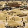 Ấn Độ cho phép xuất khẩu 1 triệu tấn gạo trắng tới 7 quốc gia