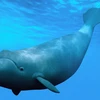 Cá voi đầu bò Bắc Đại Tây Dương đối mặt với nguy cơ tuyệt chủng