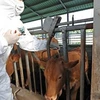 Hàn Quốc lần đầu tiên ghi nhận bệnh viêm da nổi cục trên bò