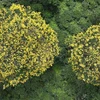 [Photo] Ngắm vẻ đẹp của hoa muồng vàng nở rực tại Gia Lai