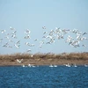 Được phê chuẩn vào tháng 10 năm 1992, Khu bảo tồn Thiên nhiên Quốc gia Châu thổ sông Hoàng Hà được dành riêng để bảo tồn các vùng đất ngập nước ở cửa sông Hoàng Hà, đặc biệt là vùng đất ngập nước tân kiến tạo, cùng các loài chim quý hiếm và có nguy cơ tuyệt chủng. (Nguồn: Vietnam+)