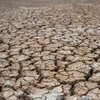 Cánh đồng lúa khô hạn. (Ảnh: AFP/TTXVN)