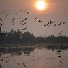 Đàn cò bay lượn, tìm thức ăn trên cánh đồng gần vùng đệm của Vườn Quốc gia Tràm Chim, thuộc huyện Tam Nông, tỉnh Đồng Tháp. (Ảnh: Nhựt An/TTXVN)