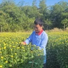 Vườn hoa của gia đình anh Nguyễn Ngọc Trà, ngụ xã Láng Lớn, huyện Châu Đức, đến nay mới tiêu thụ gần hết dù giá đã giảm khá nhiều. (Ảnh: Hoàng Nhị/TTXVN)