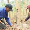 Người dân làng A Lao chăm sóc rừng trắc của mình. (Ảnh: Hoài Nam/TTXVN)