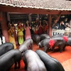 Lợn đen đã được rước và tập kết ở Nghè Tân Phượng để làm lễ. (Ảnh: Danh Lam/TTXVN)