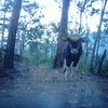 Bò tót được thiết bị bẫy ảnh chụp được trong rừng tự nhiên của Vườn quốc gia Phước Bình, tỉnh Ninh Thuận. (Ảnh: TTXVN phát) 