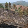 Một góc hiện trường vụ cháy rừng tại bản Nà Nọi 2 (xã Nà Nhạn, thành phố Điện Biên Phủ, tỉnh Điện Biên), nhìn từ lõi hiện trường vụ cháy. (Ảnh tư liệu: Xuân Tiến/TTXVN)