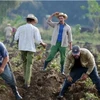 Nông dân Cuba đang gieo trồng khoai lang. (Nguồn: AFP) 