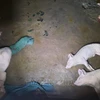 Đàn lợn 6 con của gia đình ông Phạm Văn Luyện, thôn Đình 1, xã Liên Vị vừa phải tiêu hủy do bị mắc dịch tả lợn châu Phi. (Ảnh: TTXVN phát)