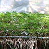 Vườn ươm cây sâm Ngọc Linh tại Công ty cổ phần sâm Ngọc Linh Kon Tum. (Ảnh tư liệu: Cao Nguyên/TTXVN)