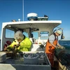 Ngư dân đánh bắt hải sản ở Vịnh Penobscot, tiểu bang Maine, Mỹ. (Ảnh: AFP/TTXVN)