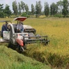 Thu hoạch lúa Hè Thu tại huyện Châu Thành A. (Ảnh: Duy Khương/TTXVN)