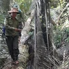 Quảng Nam yêu cầu làm rõ vụ phá rừng gỗ nghiến quý hiếm tại huyện Nam Giang. (Ảnh: Báo Pháp Luật) 
