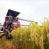 Nông dân tỉnh An Giang thu hoạch lúa. (Ảnh tư liệu: Công Mạo/TTXVN)