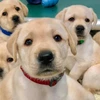 Chính phủ Anh dự kiến sẽ công bố dự luật bảo vệ động vật Kept trong tương lai gần, trong đó nghiêm cấm các hành vi nhập khẩu và buôn lậu chó con. (Nguồn: news.yahoo.com)
