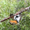 Một chú chim trúng bẫy bằng keo dính ở Pháp. (Nguồn: theguardian.com)