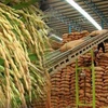 Giá gạo của Thái Lan đã giảm xuống mức 380-395 USD/tấn do đồng baht suy yếu và chi phí vận chuyển tăng. (Nguồn: pattayamail.com)