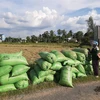​Giá lúa tại Long An hiện còn 4.400 đồng/kg. (Ảnh: Đức Hạnh/TTXVN)