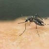 Muỗi vằn có mặt ở hơn 120 quốc gia và khiến hàng triệu người nhiễm bệnh mỗi năm. (Nguồn: theguardian.com)