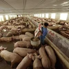 Một trang trại nuôi lợn ở huyện Ba Vì (Hà Nội). (Ảnh: Vũ Sinh/TTXVN)