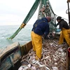 Ngư dân đánh cá ngoài khơi bờ biển phía Đông Nam nước Anh ngày 12/10/2020. (Ảnh: AFP/TTXVN)