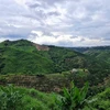 Đất sản xuất của người dân tại xã Đắk Plao, huyện Đắk G’long (tỉnh Đắk Nông) vẫn còn nằm trong quy hoạch ba loại rừng. (Ảnh: Vietnam+)